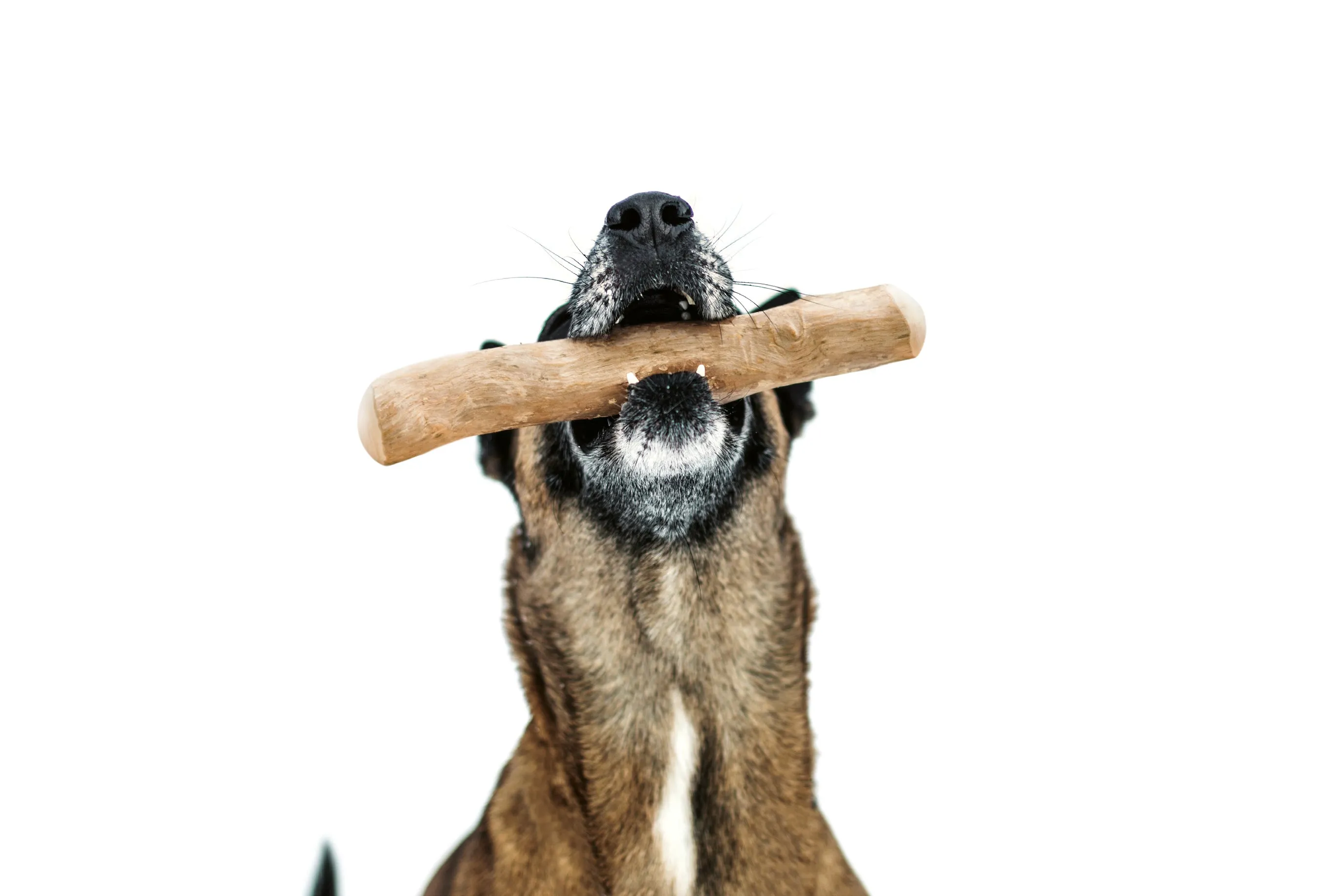 Coffee Tree Stick Dog Chew