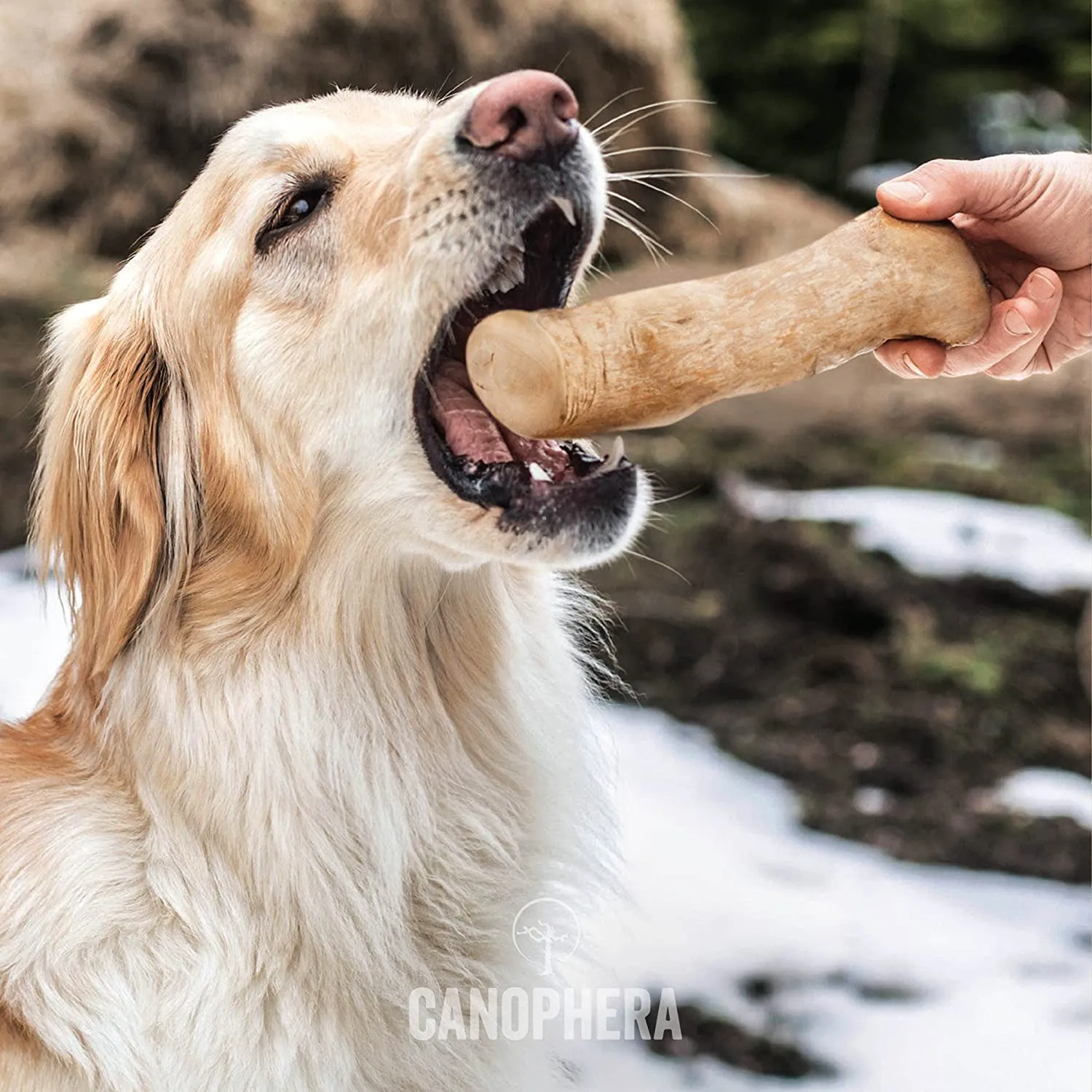 Coffee Tree Stick Dog Chew