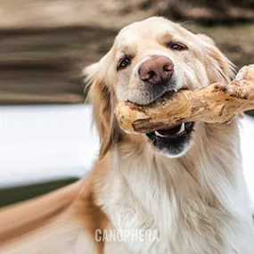 Coffee Tree Stick Dog Chew